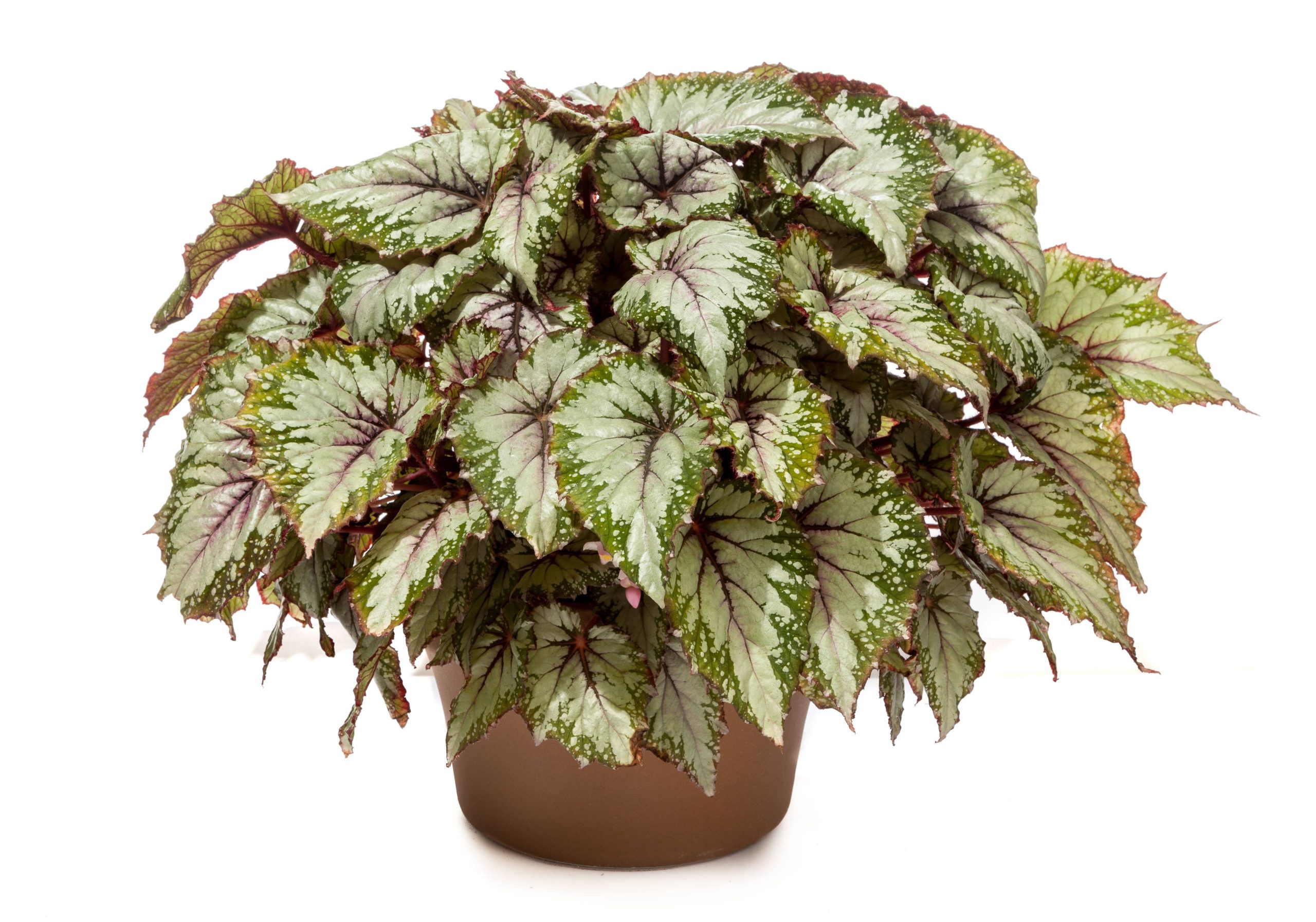 Бегония Бегония