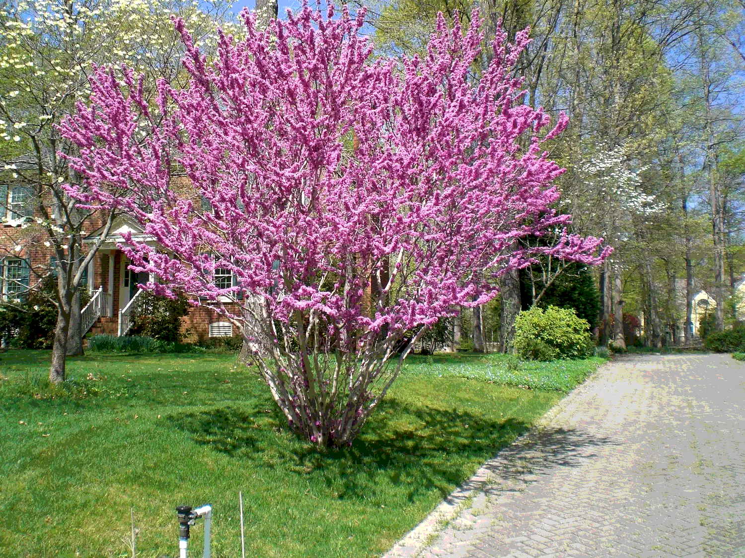 Багрянник китайский