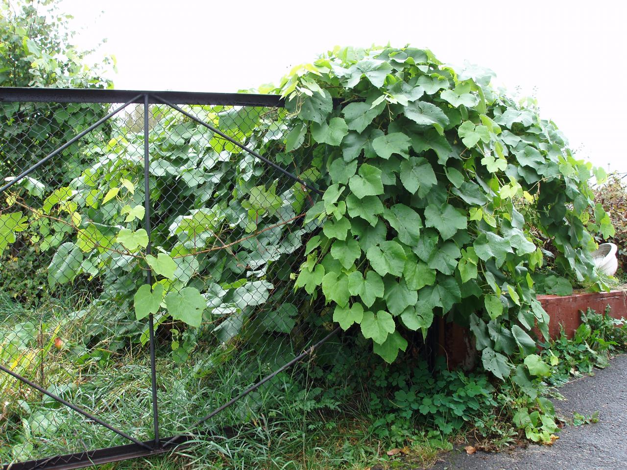 Виноград амурский