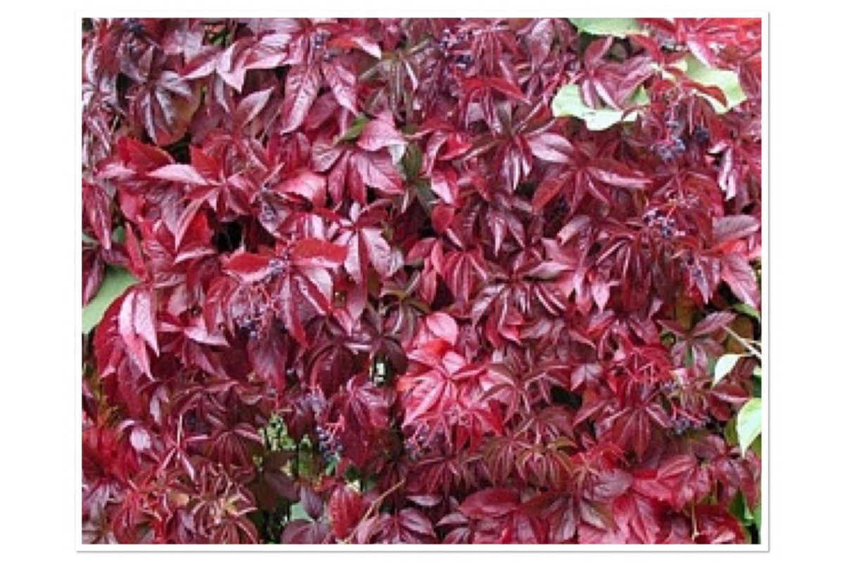 Девичий виноград пурпурный