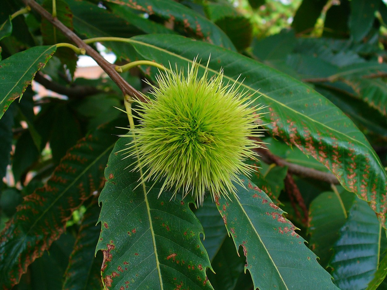 Каштан Сегю