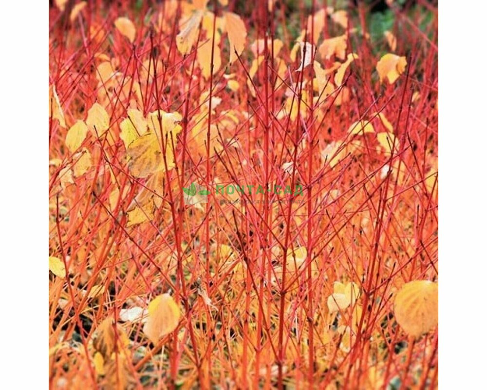 Дерен кроваво-красный Дерен кроваво-красный