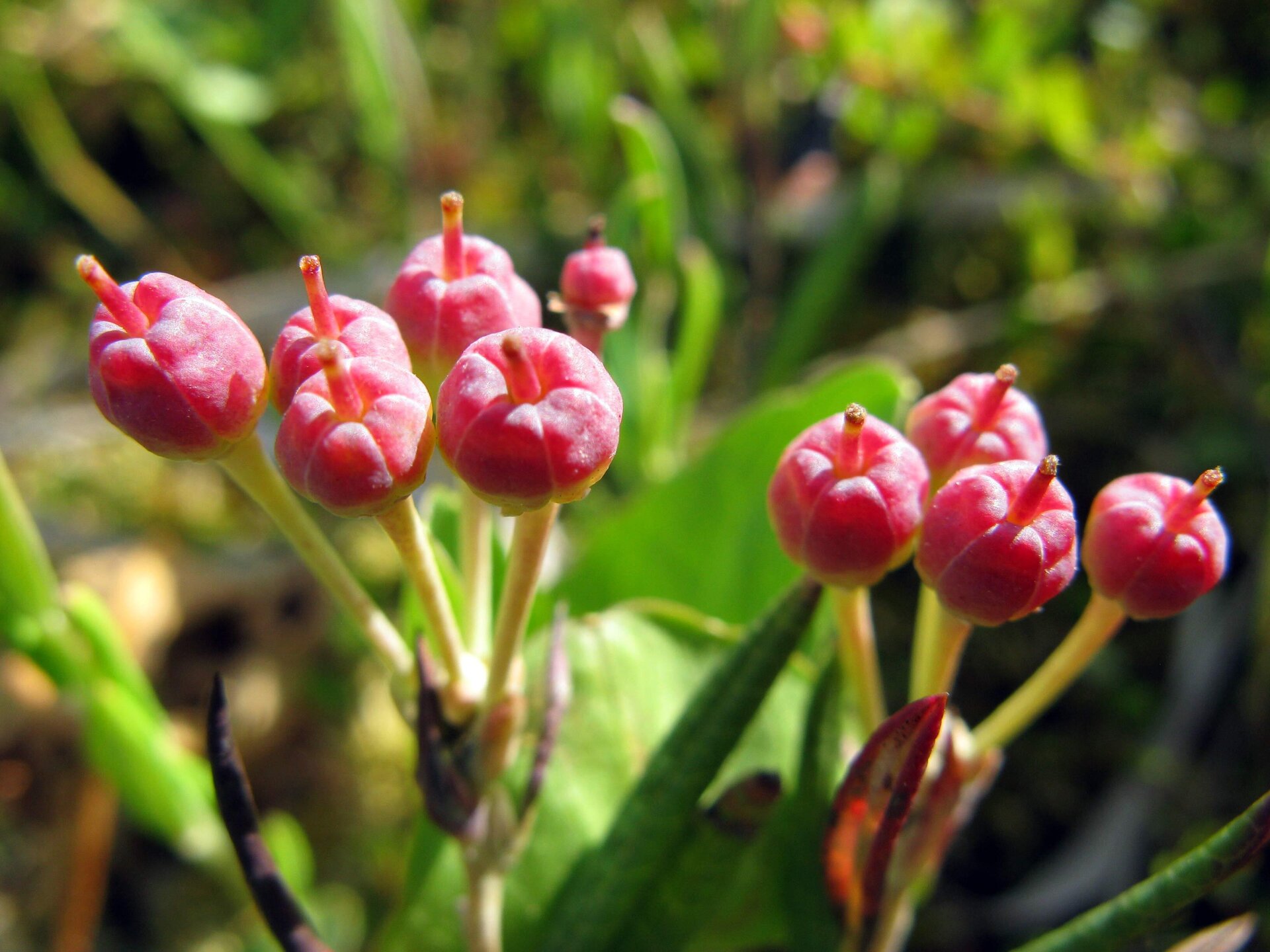 Багульник подбел