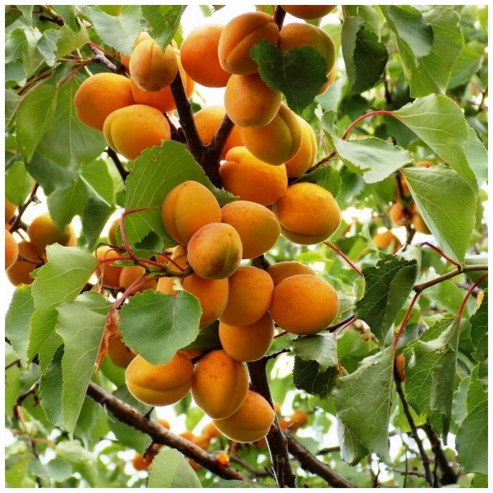 Абрикос обыкновенный