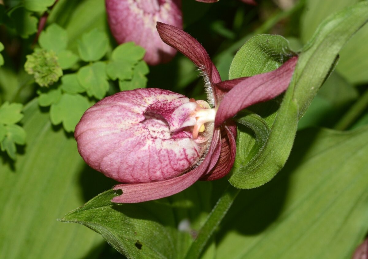 Башмачок капельный