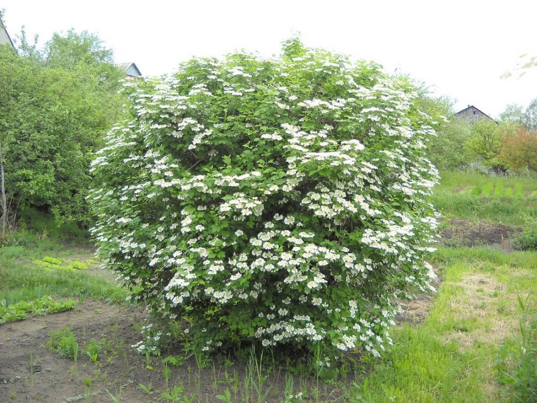 Калина сливолистная