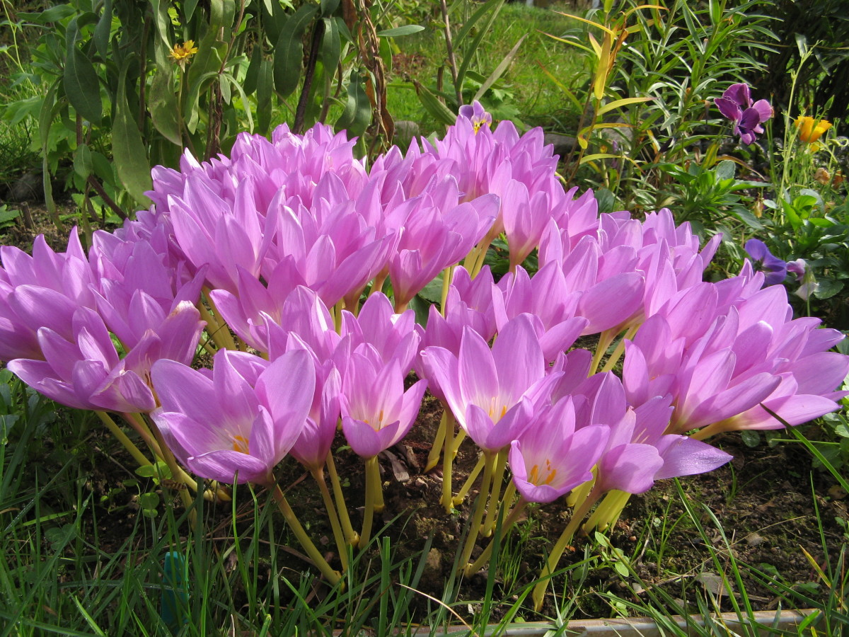 Безвременник весёлый