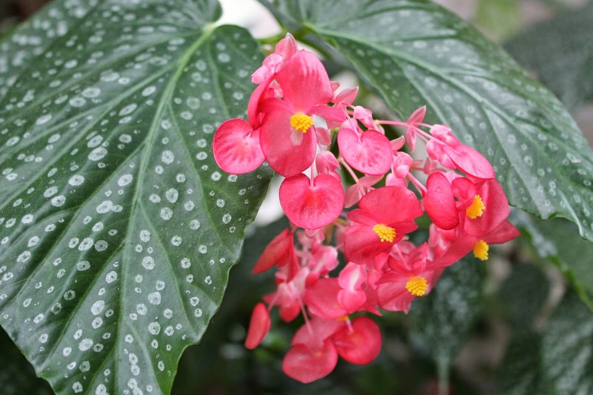 Бегониевые