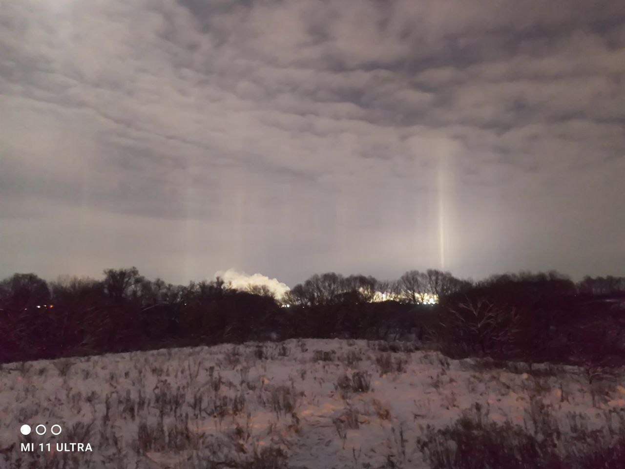 Айва прекрасная Айва прекрасная