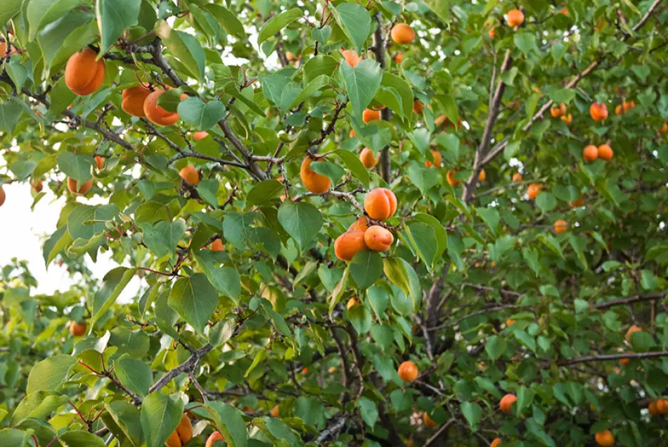 Абрикос обыкновенный