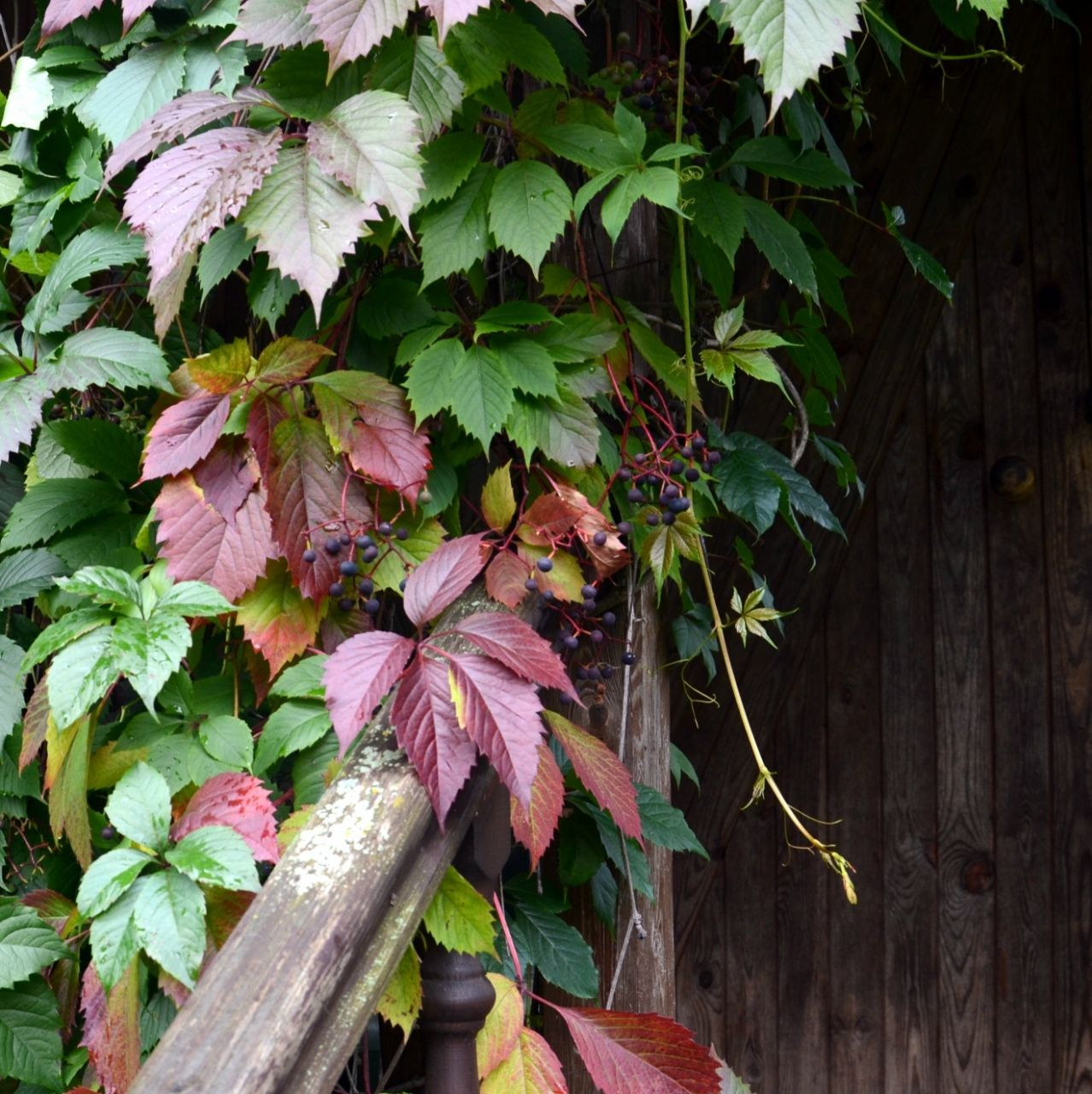 Девичий виноград Девичий виноград