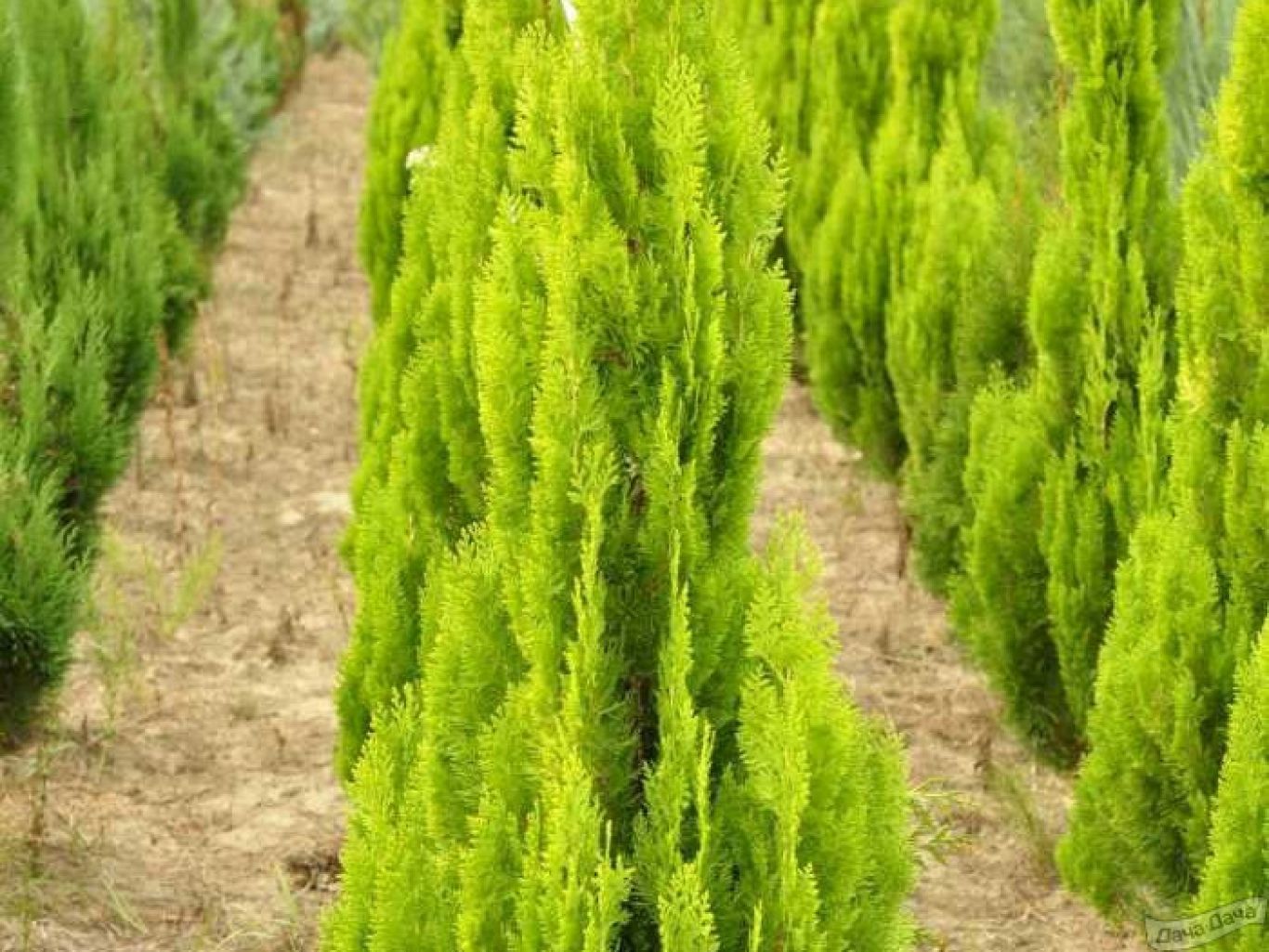 Туя восточная