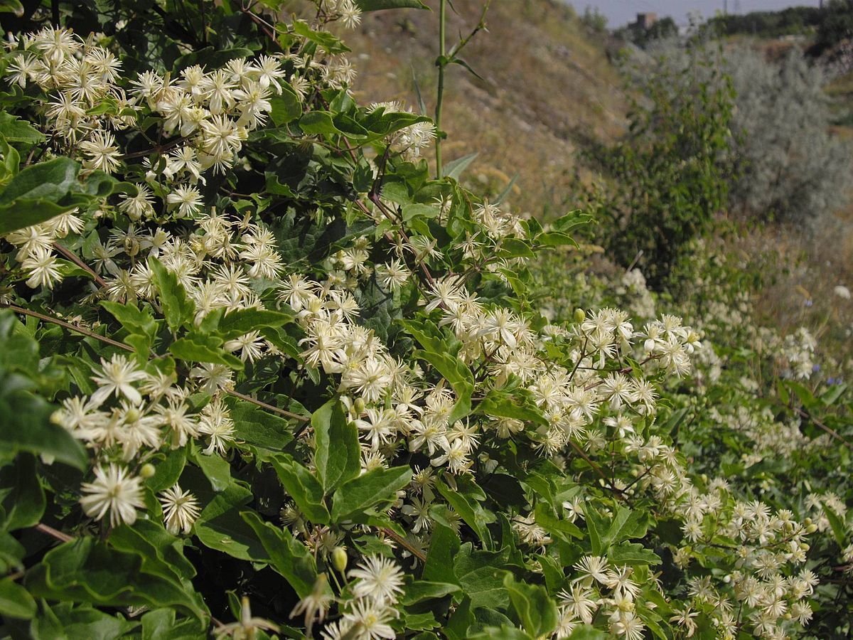 Ломонос сизый