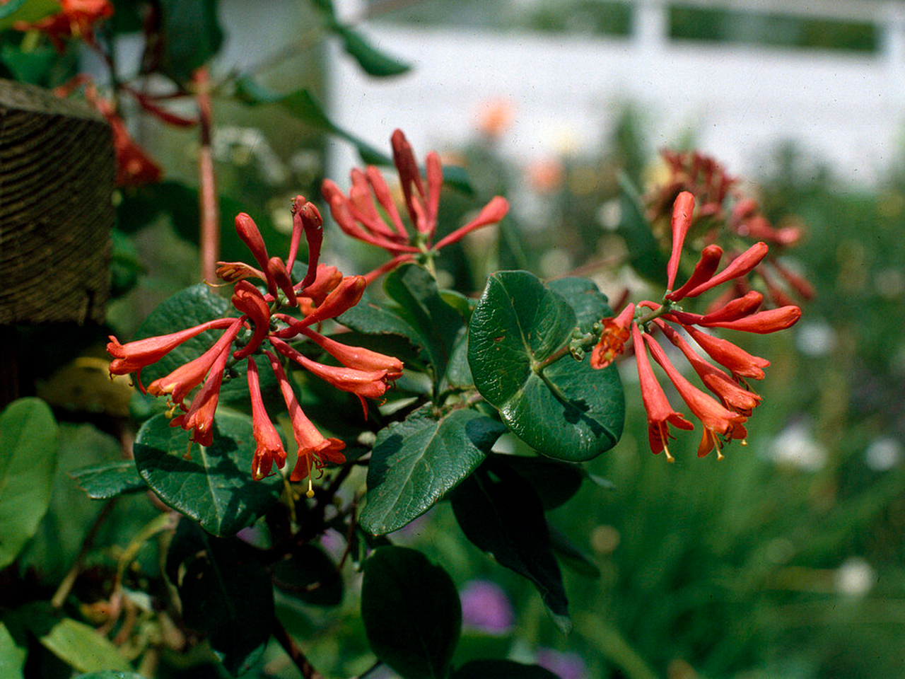 Жимолость Брауна