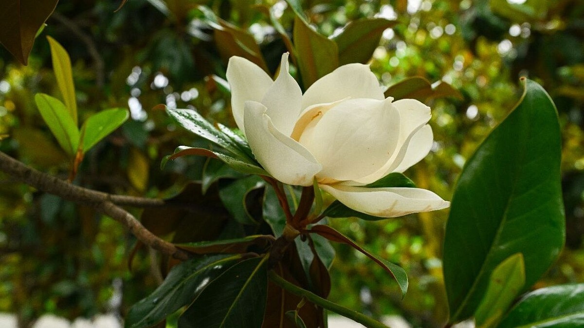 Магнолия