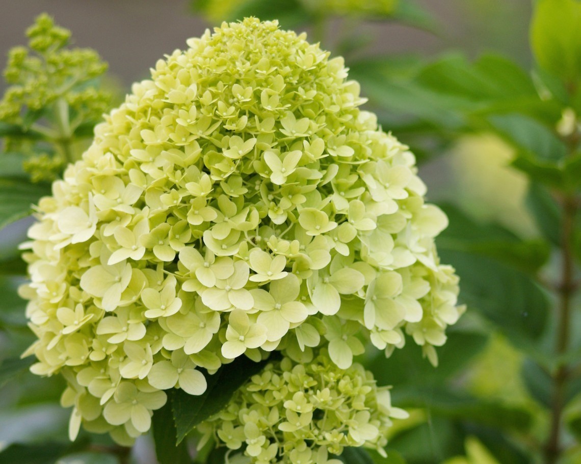 Гортензия метельчатая Гортензия метельчатая