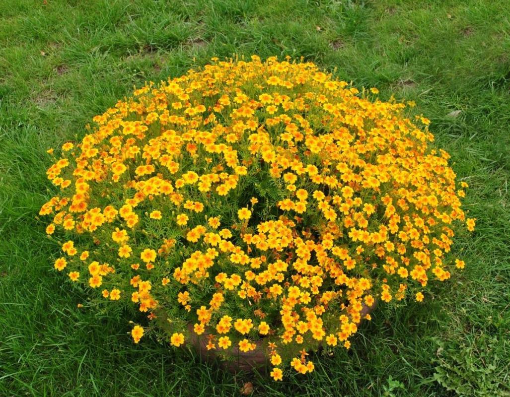 Бархатцы мелкоцветные