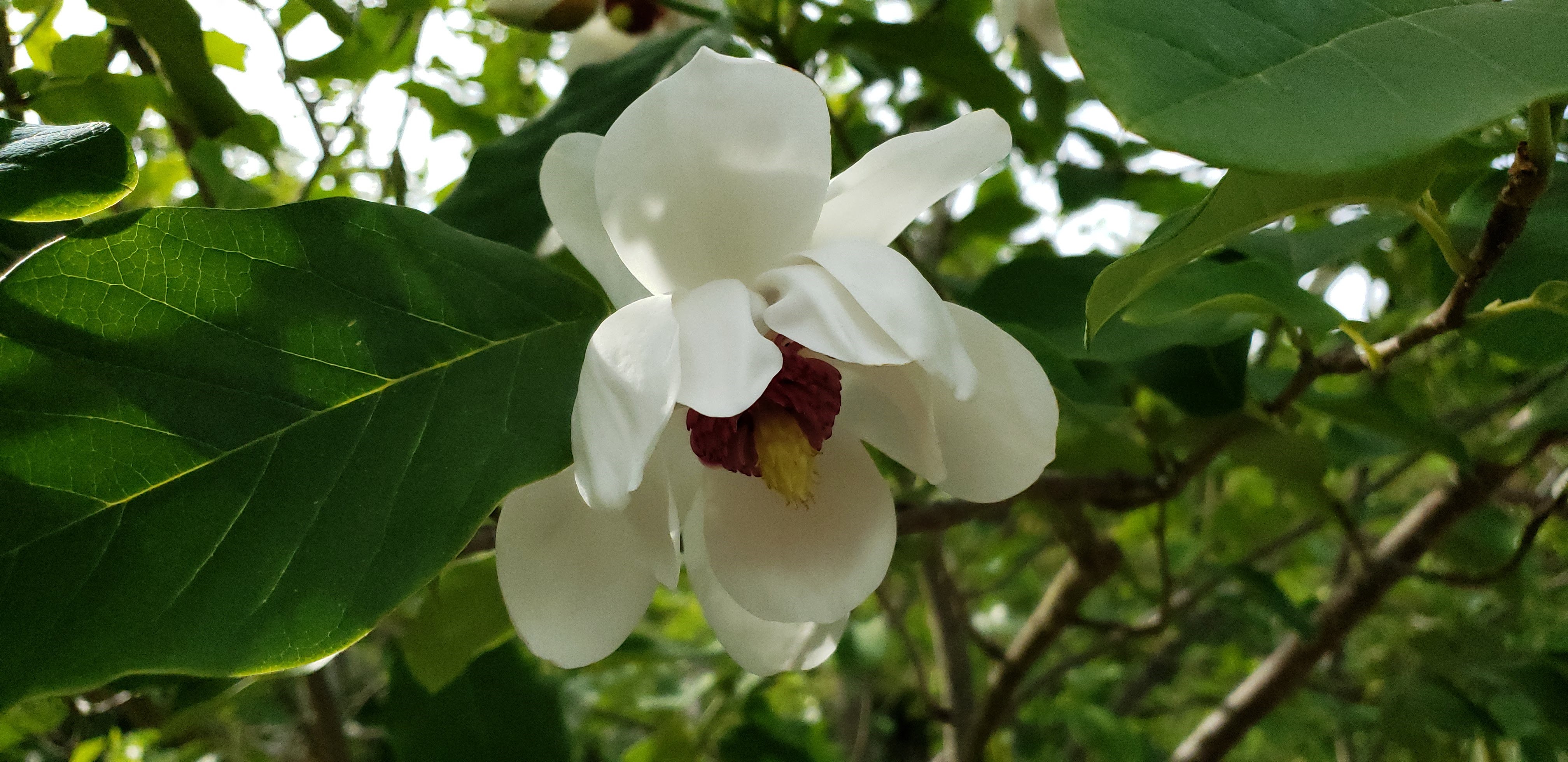 Магнолия Зибольда Магнолия Зибольда