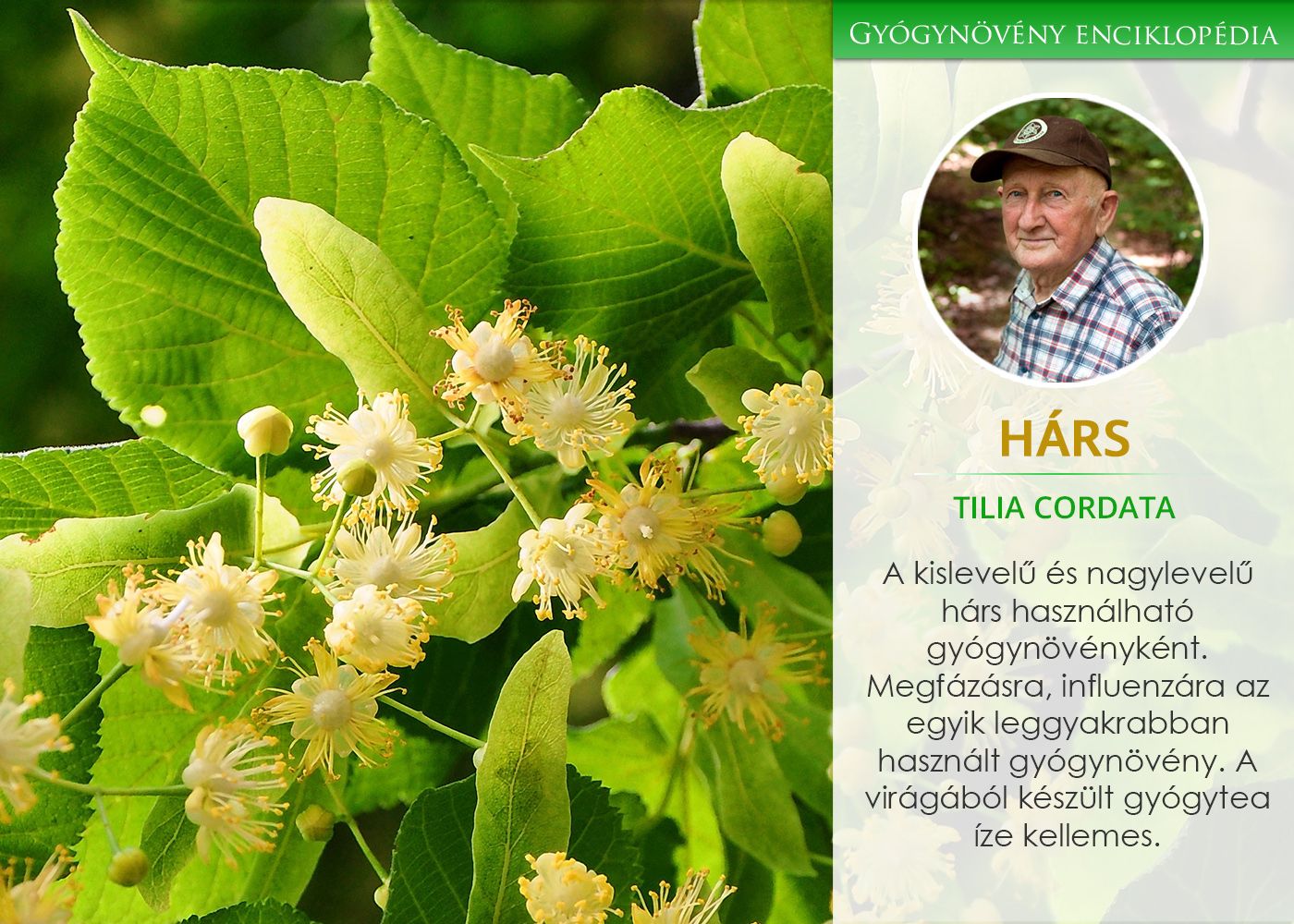 Липа кавказская Липа кавказская