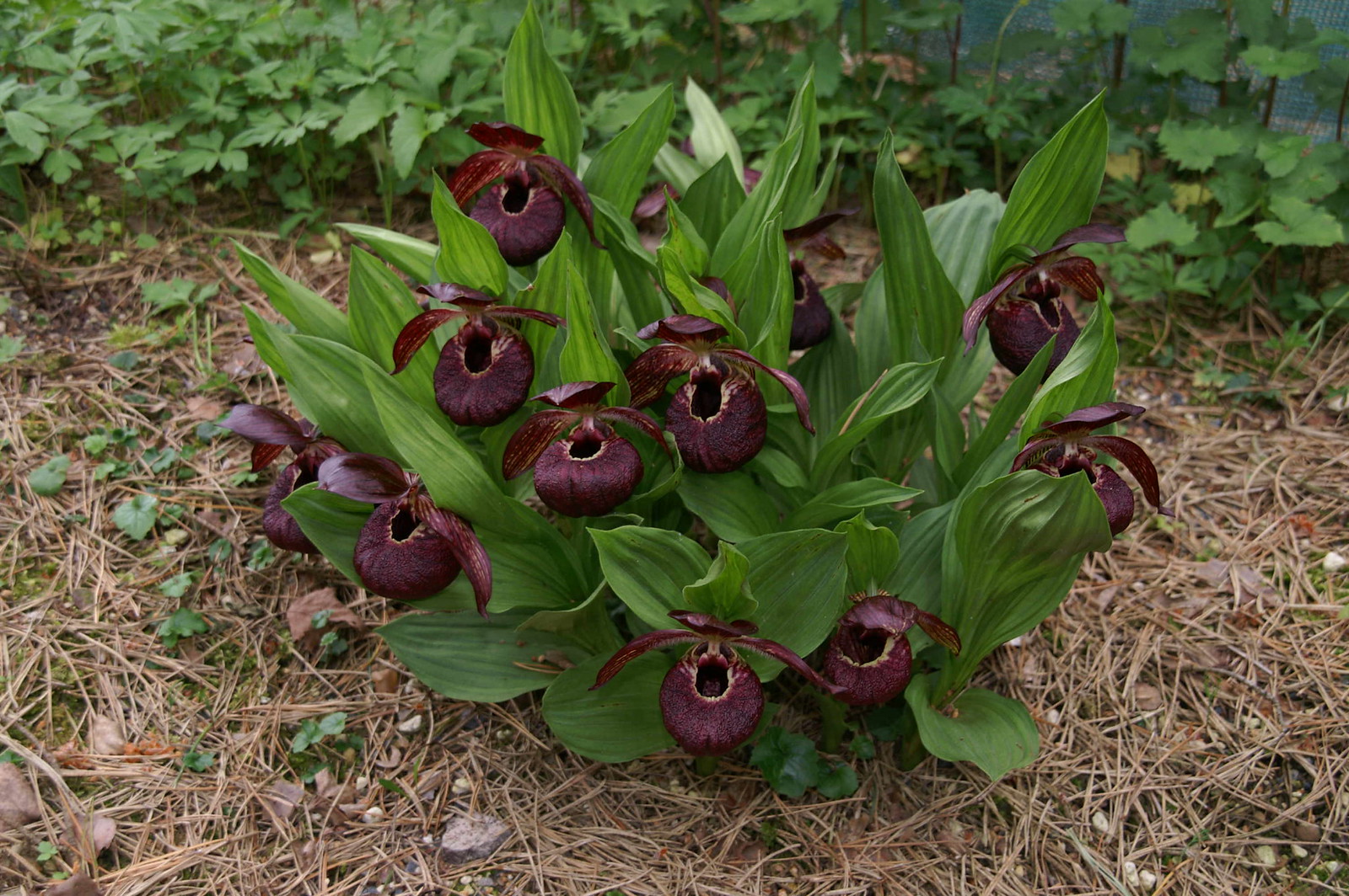 Башмачок тибетский