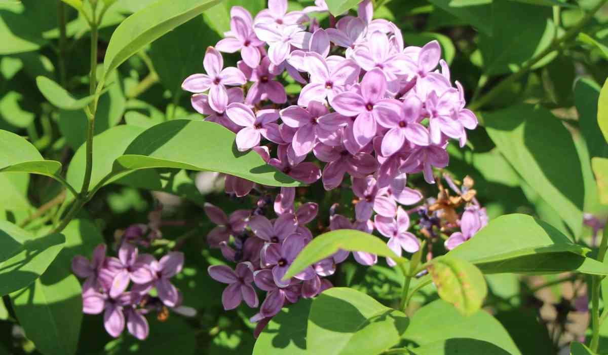 Сирень китайская