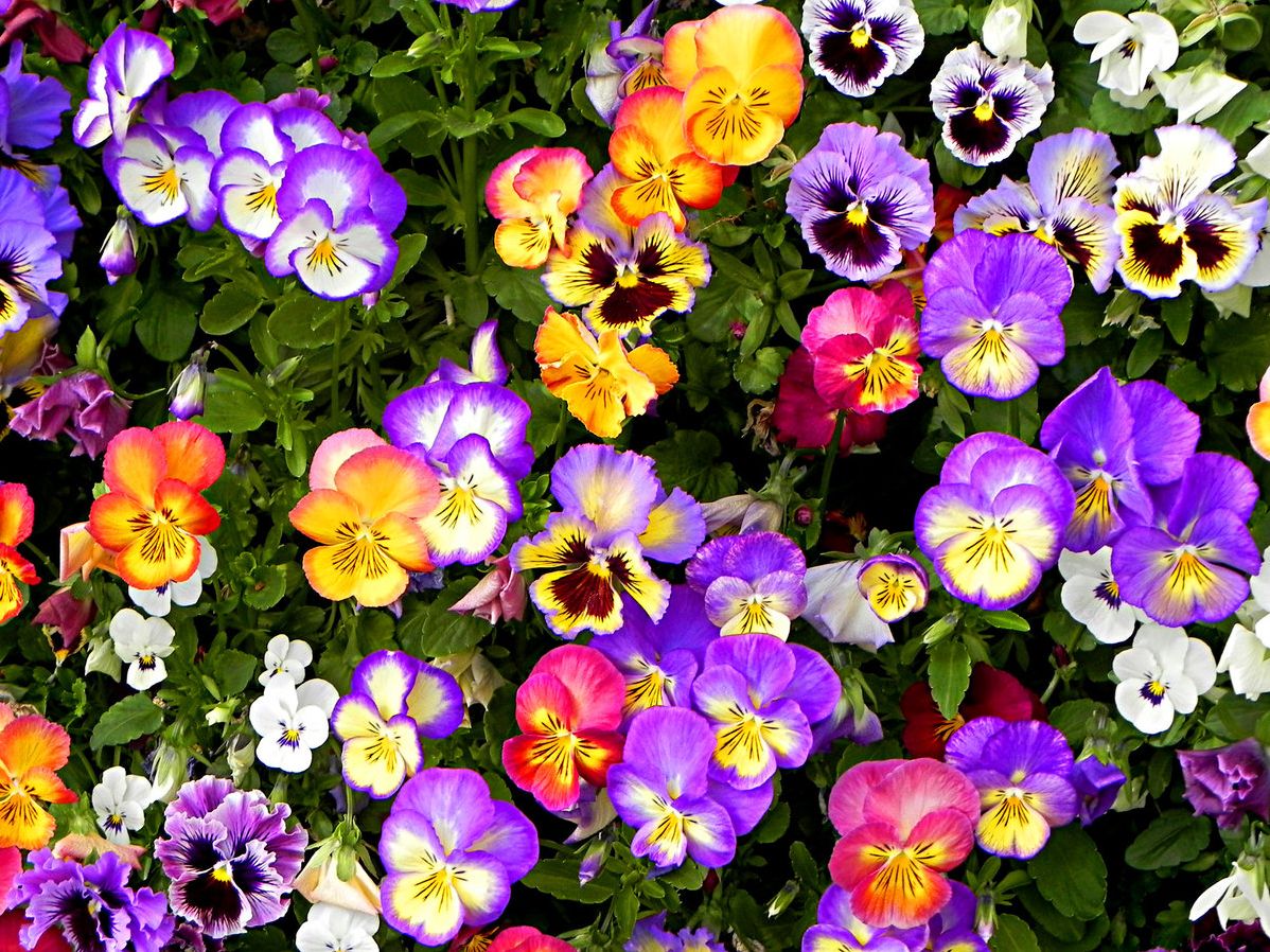 Анютины глазки Анютины глазки