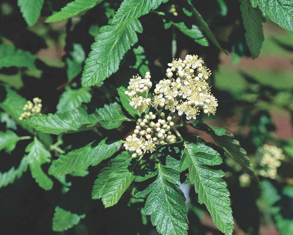 Рябина тюрингская