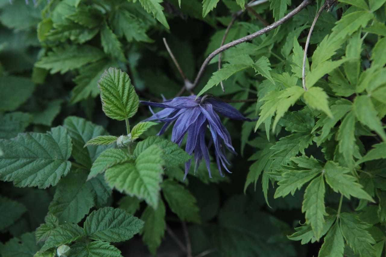 Княжик Арманда Княжик Арманда