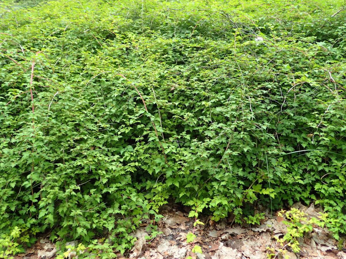 Стефанандра