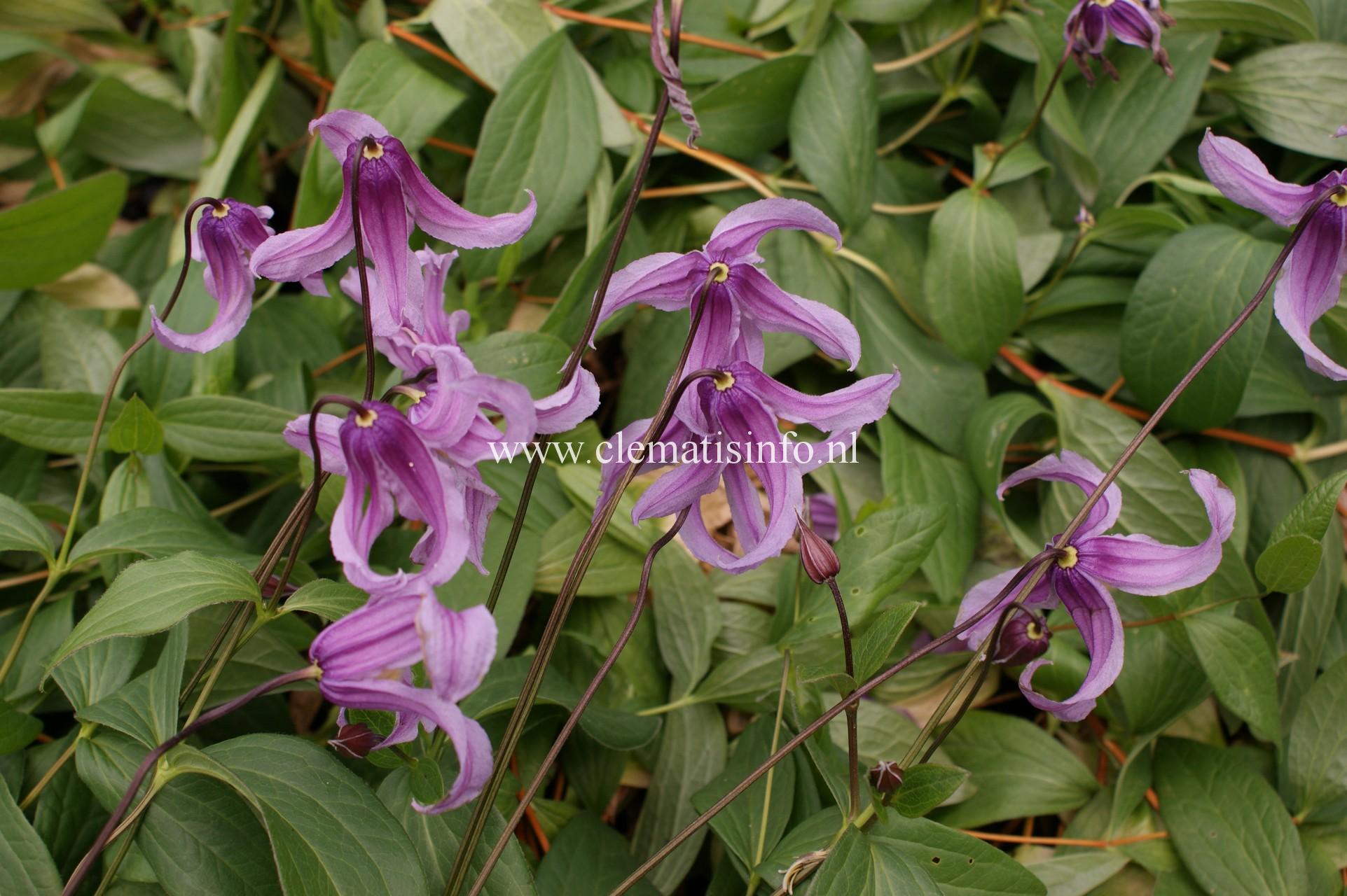 Клематис Интегрифолия