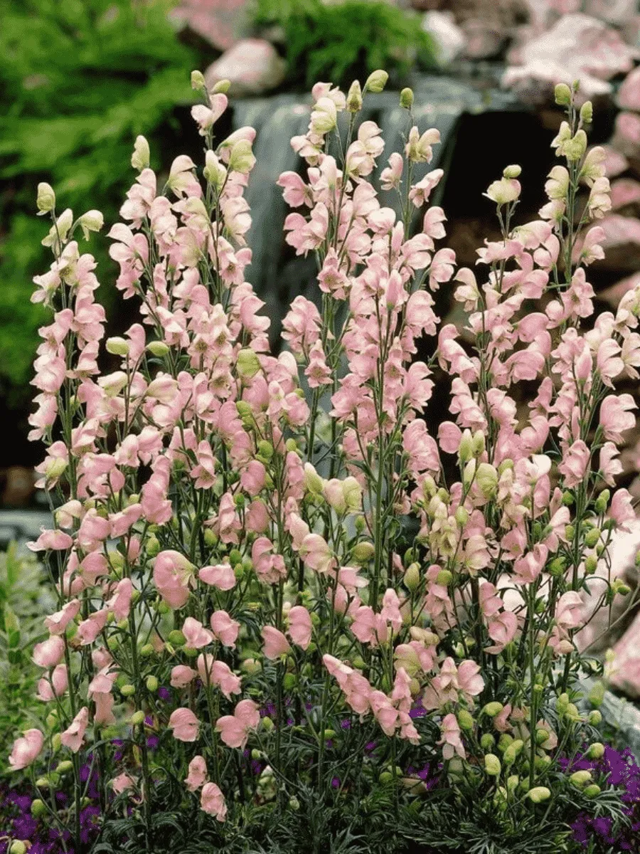 Аконит клобучковый