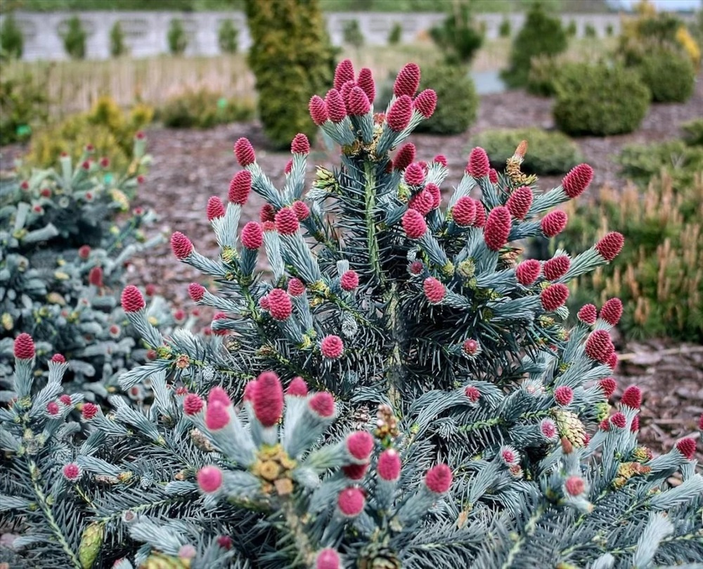 Ель колючая