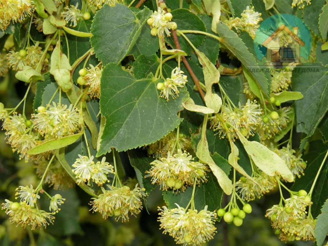 Липа сибирская