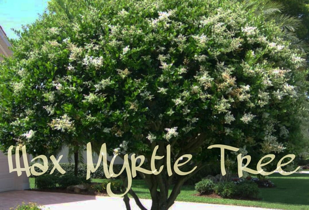 Бирючина японская Бирючина японская