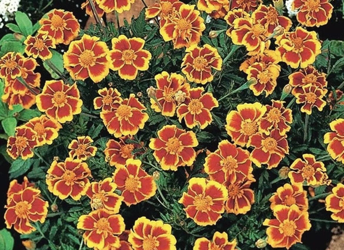 Бархатцы мелкоцветные