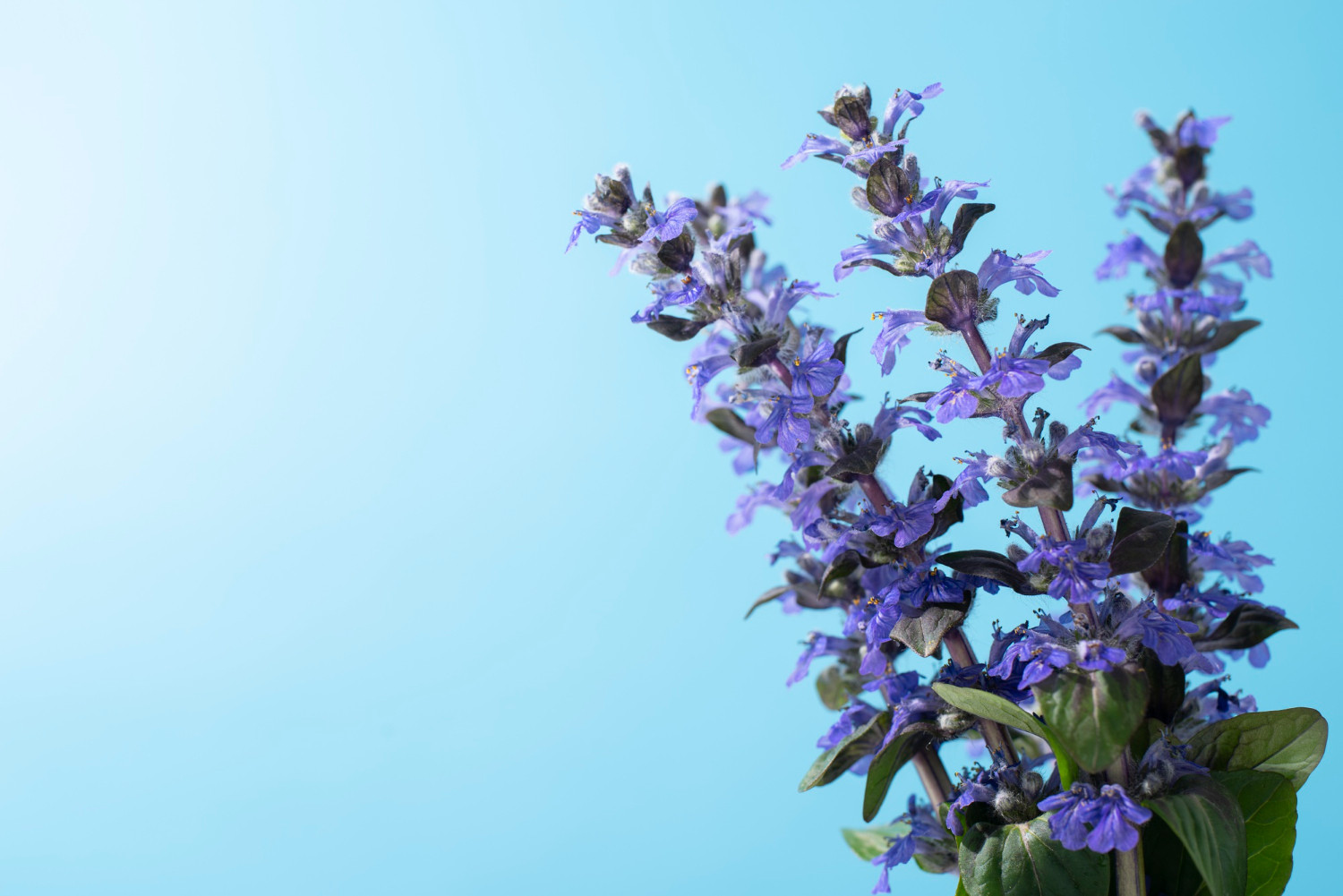 Бархатцы прямостоячие Бархатцы прямостоячие