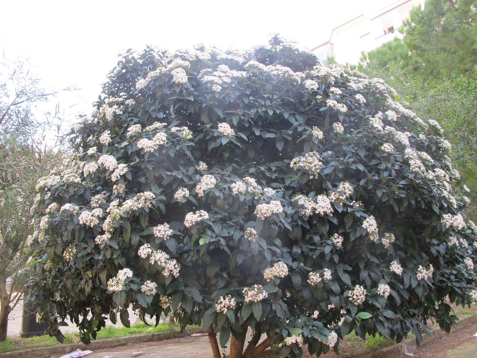 Калина Райта Калина Райта