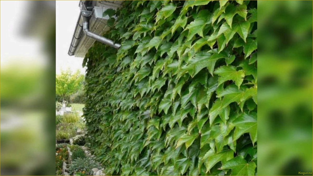 Виноград скальный Виноград скальный