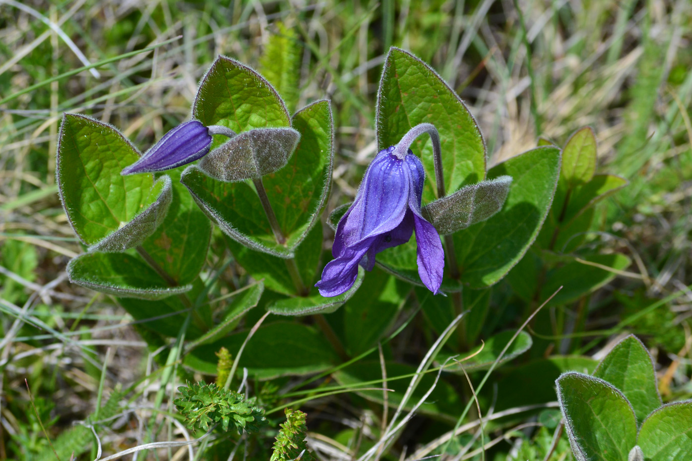 Клематис Интегрифолия