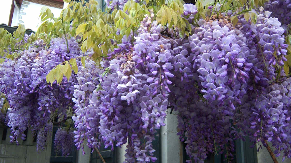 Глициния пушистая