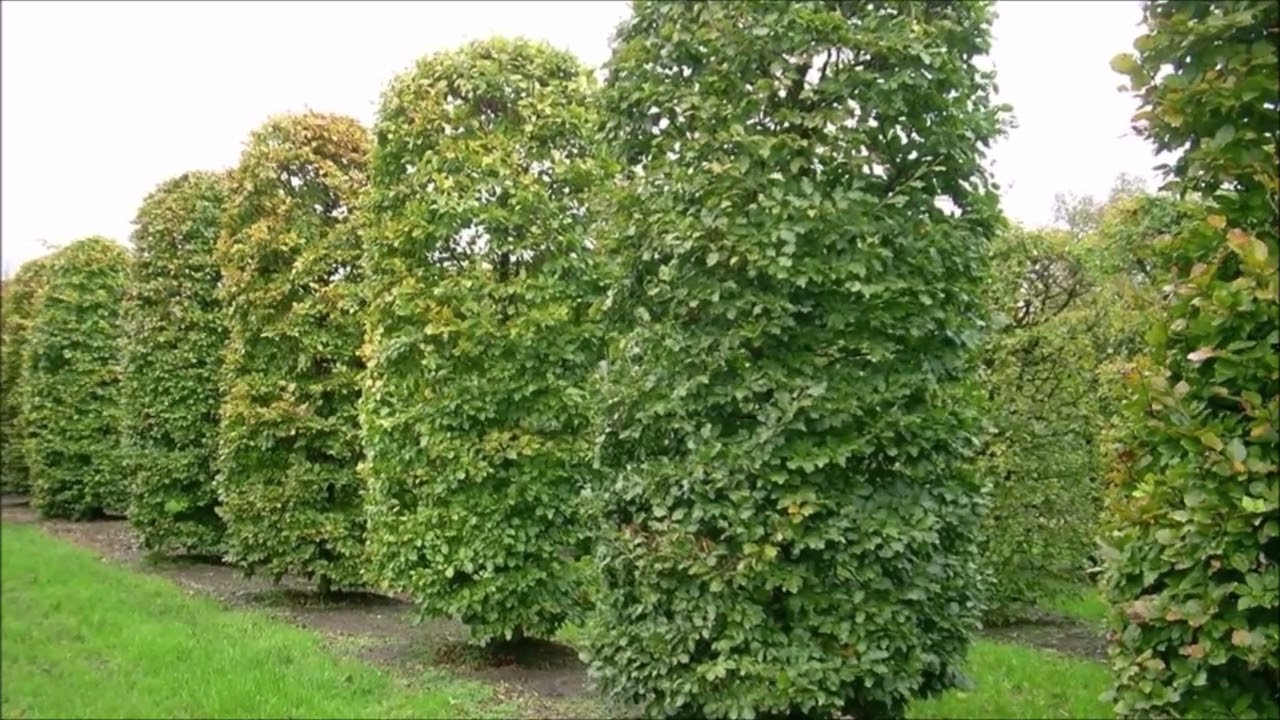 Бук крупнолистный Бук крупнолистный