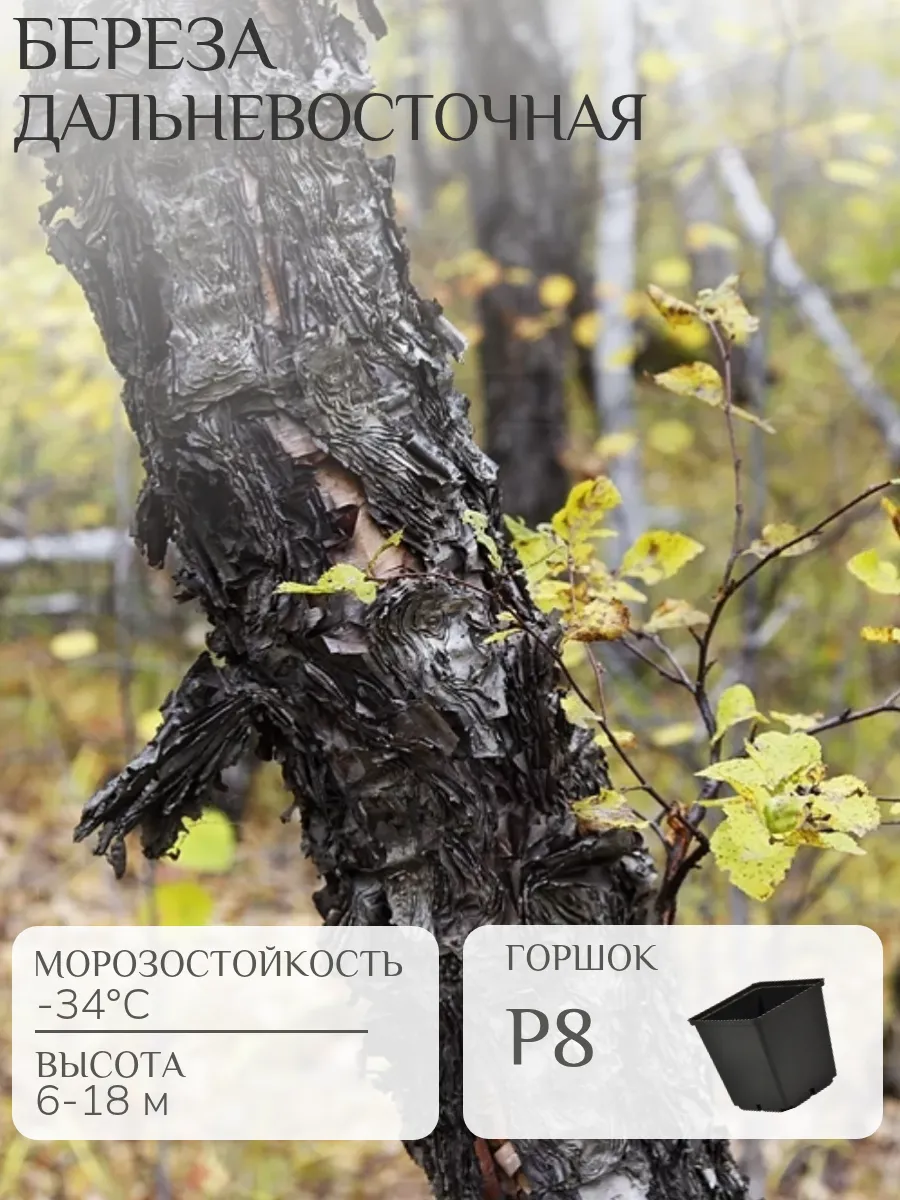 Береза черная Береза черная