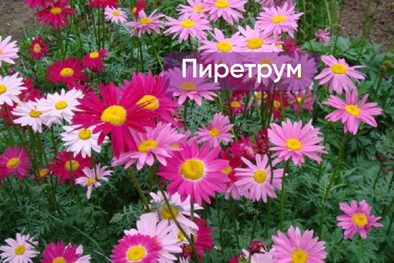Ромашка