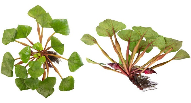 Водяной орех