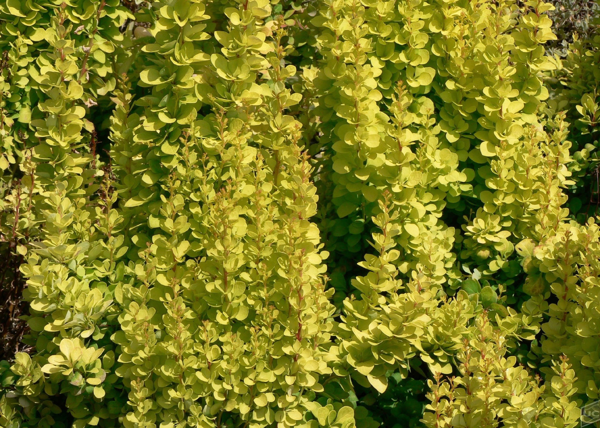 Виноград Тунберга