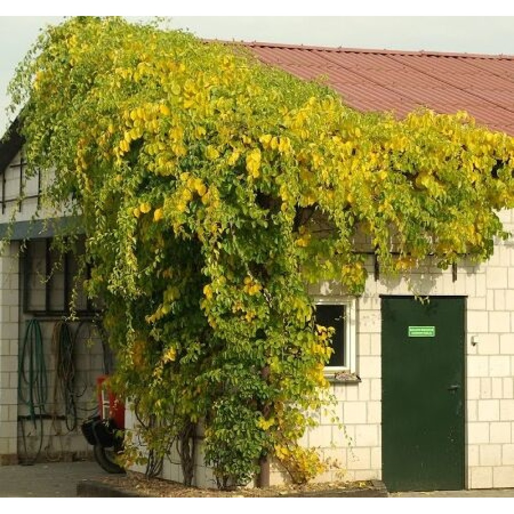 Древогубец круглолистный