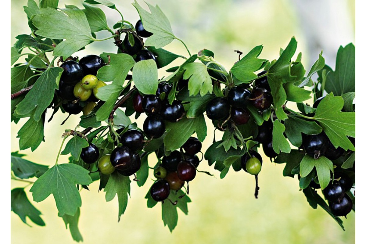 Смородина Смородина