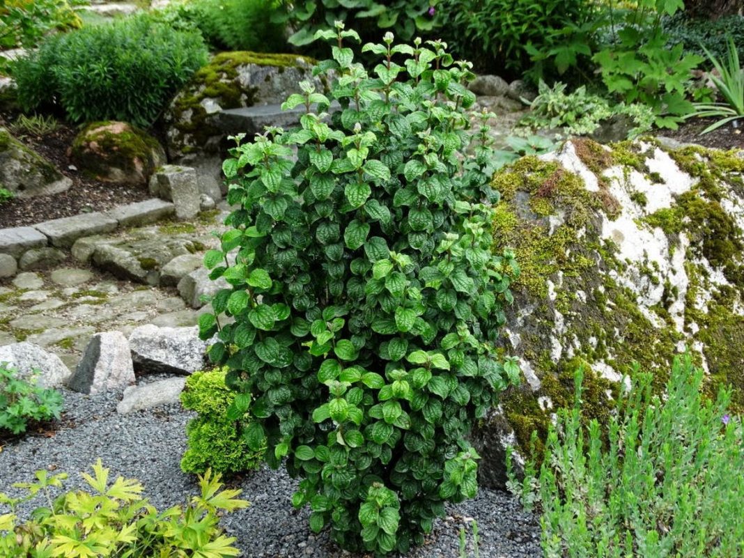 Дерен кроваво-красный Дерен кроваво-красный