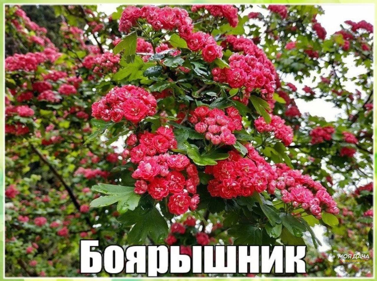 Боярышник вееровидный