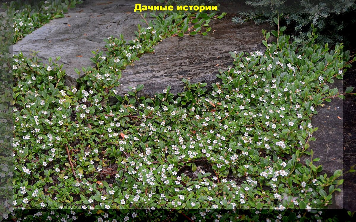 Кизильник горизонтальный